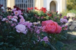 Zámek Děčín připravuje adopci růží z Růžové zahrady
