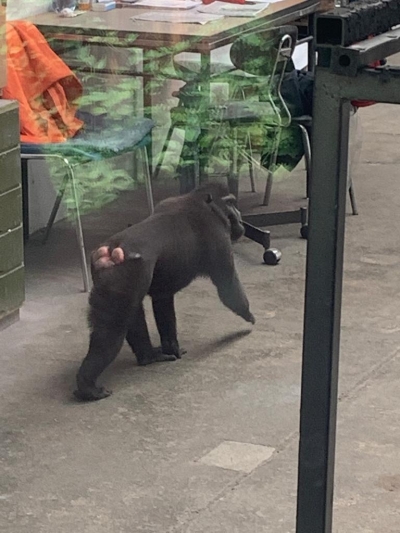 Uprchlík ze zoo: Nový chovný makak postavil Děčín do pozoru