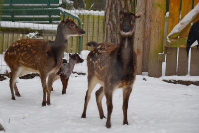 Zoo se raduje z odchovu vzácného jelínka