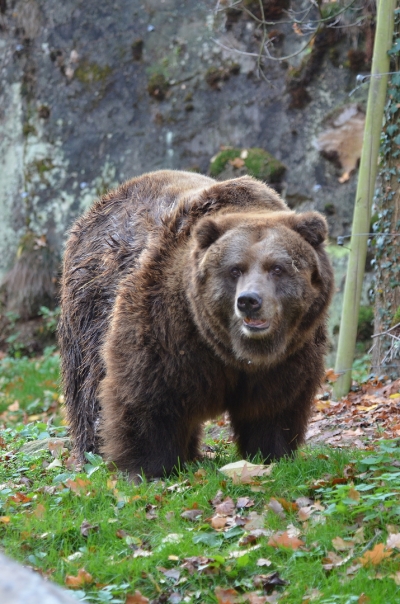 Konec medvědů grizzly v Čechách: V Zoo Děčín uhynula poslední samice